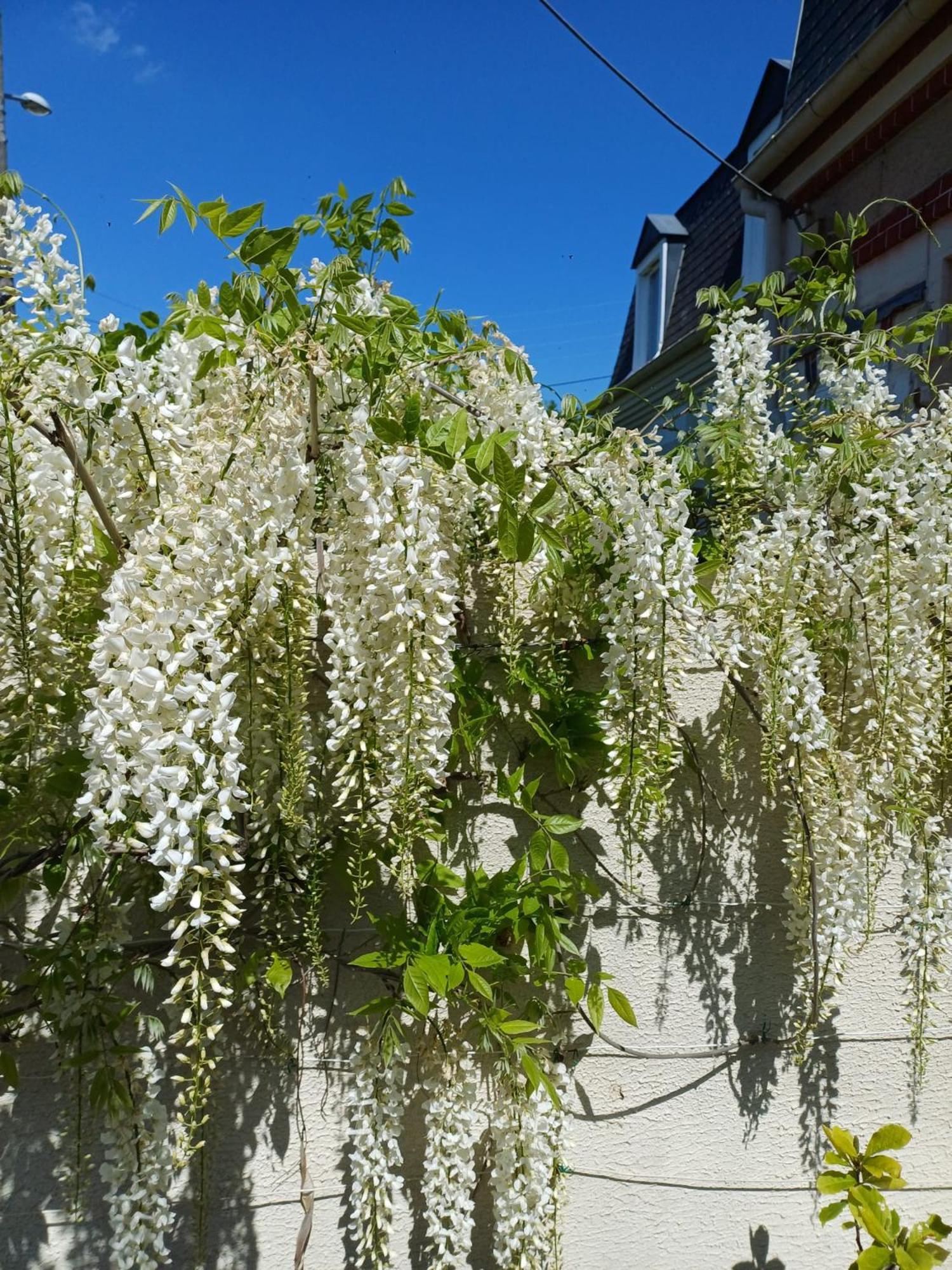 La Maison Des Magnolias トルヴィル＝シュル＝メール エクステリア 写真